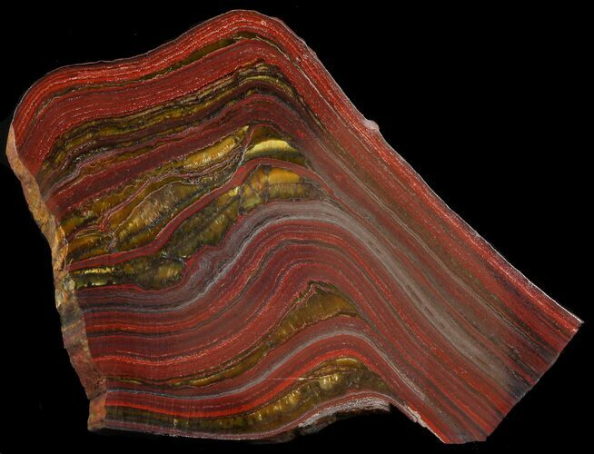 Polished Tiger Iron Stromatolite - ( Billion Years) #46648